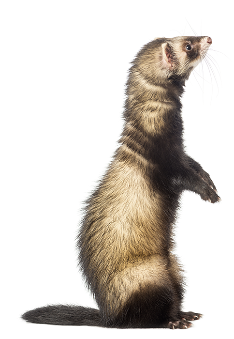 Online ferret store deals
